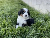 Quinn, a male Miniature Bernedoodle for sale in Dundee, OH – 1 of 6