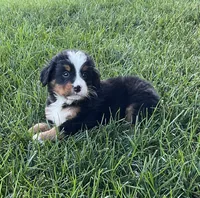 Theo, a male Bernese Mountain Dog for sale in Dundee, OH – 5 of 5