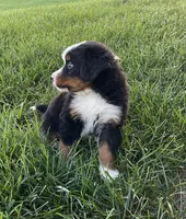 Samson, a male Bernese Mountain Dog for sale in Dundee, OH – 5 of 5