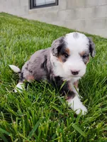 Asher, a male Miniature Bernedoodle for sale in Dundee, OH – Photo 4 of 4