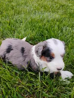 Asher, a male Miniature Bernedoodle for sale in Dundee, OH – Photo 3 of 4