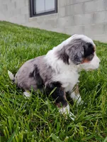 Asher, a male Miniature Bernedoodle for sale in Dundee, OH – Photo 2 of 4