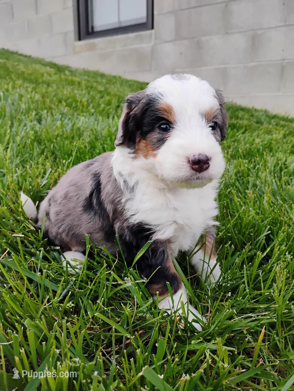 Asher – Miniature Bernedoodle puppy for sale in Dundee, OH