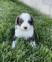 Cole, a male Miniature Bernedoodle for sale in Dundee, OH – Photo 1 of 7