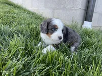 Cole, a male Miniature Bernedoodle for sale in Dundee, OH – Photo 7 of 7