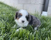 Cole, a male Miniature Bernedoodle for sale in Dundee, OH – Photo 5 of 7