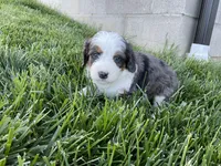 Cole, a male Miniature Bernedoodle for sale in Dundee, OH – Photo 4 of 7