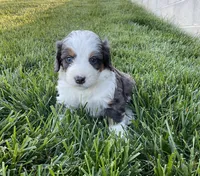 Cole, a male Miniature Bernedoodle for sale in Dundee, OH – Photo 3 of 7