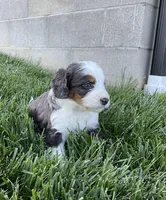 Cole, a male Miniature Bernedoodle for sale in Dundee, OH – Photo 2 of 7