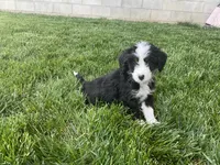 Dexter, a male Miniature Bernedoodle for sale in Dundee, OH – 3 of 4