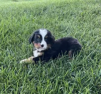 Theo, a male Bernese Mountain Dog for sale in Dundee, OH – 4 of 5