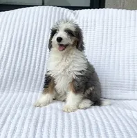 Clara, a female Miniature Bernedoodle for sale in Dundee, OH – 4 of 5