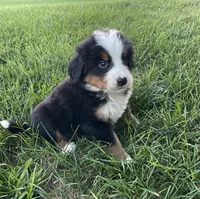 Diego, a male Bernese Mountain Dog for sale in Dundee, OH – 3 of 5