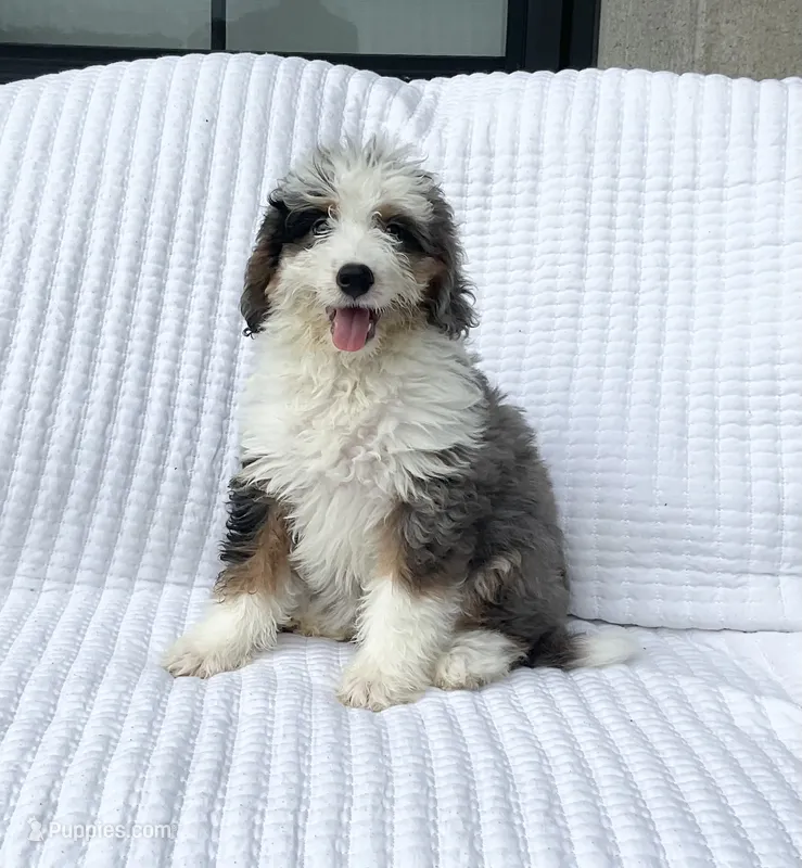 Clara – Miniature Bernedoodle puppy for sale in Dundee, OH