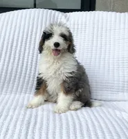 Clara, a female Miniature Bernedoodle for sale in Dundee, OH – 1 of 5