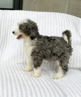 Reba, a female Miniature Bernedoodle for sale in Dundee, OH – 4 of 5