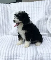 Clover, a female Miniature Bernedoodle for sale in Dundee, OH – 4 of 4