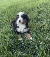 Hudson, a male Bernese Mountain Dog for sale in Dundee, OH – 6 of 6