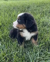 Theo, a male Bernese Mountain Dog for sale in Dundee, OH – 2 of 5