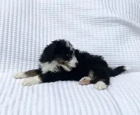 DJ, a male Miniature Bernedoodle for sale in Dundee, OH – 4 of 5