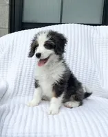 Cole, a male Miniature Bernedoodle for sale in Dundee, OH – 5 of 5