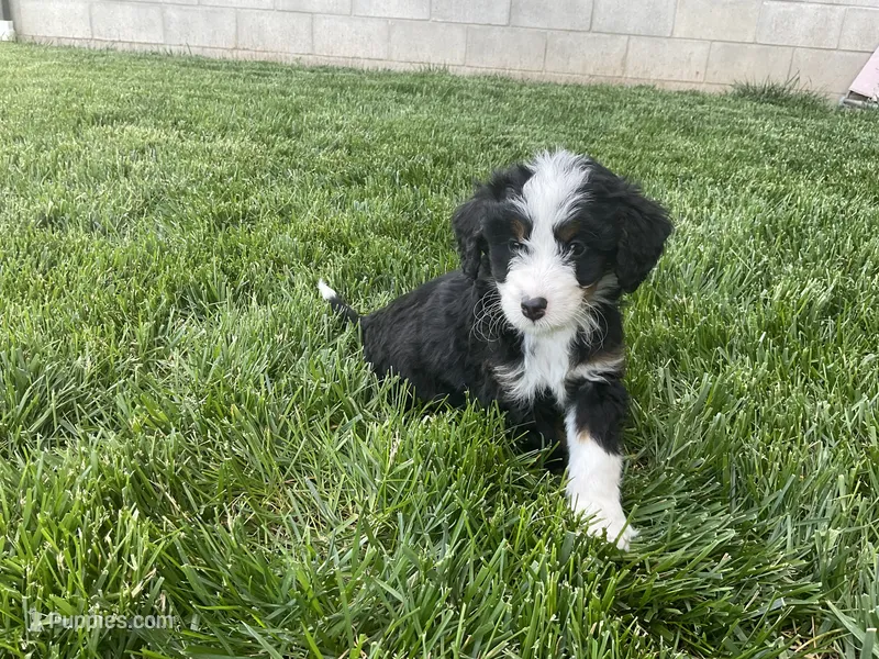 Dexter – Miniature Bernedoodle puppy for sale in Dundee, OH