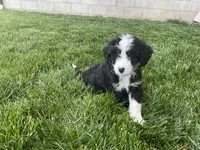 Dexter, a male Miniature Bernedoodle for sale in Dundee, OH – 1 of 4