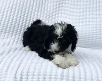 Oliver, a male Miniature Bernedoodle for sale in Dundee, OH – 3 of 4
