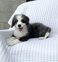 Cole, a male Miniature Bernedoodle for sale in Dundee, OH – 2 of 5