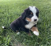 Diego, a male Bernese Mountain Dog for sale in Dundee, OH – 5 of 5