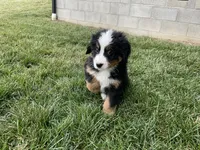 processed/6f51d53d-d7a5-44a0-8a45-8d8b1901e13f/listing/49ffad11-eb68-46da-8182-0cd59791f6a3/14e77b6d-8ece-4a4f-b948-c3e4b44c898d