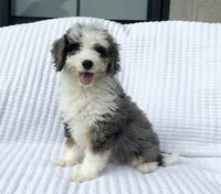 Clara, a female Miniature Bernedoodle for sale in Dundee, OH – 3 of 5