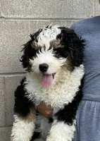 Theo, a male Miniature Bernedoodle for sale in Dundee, OH – Photo 5 of 5