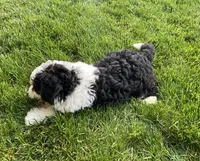 Theo, a male Miniature Bernedoodle for sale in Dundee, OH – Photo 4 of 5