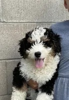 Theo, a male Miniature Bernedoodle for sale in Dundee, OH – Photo 3 of 5