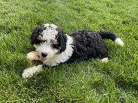 Theo, a male Miniature Bernedoodle for sale in Dundee, OH – Photo 2 of 5
