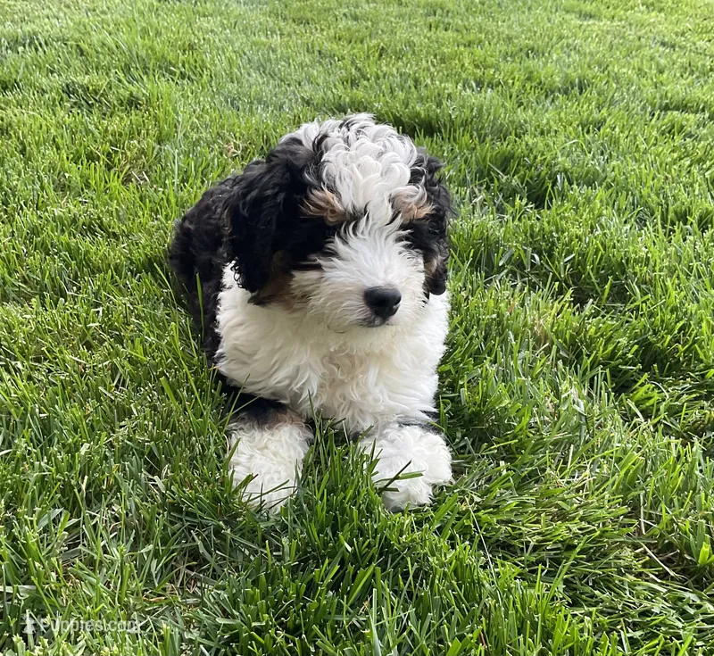 Theo – Miniature Bernedoodle puppy for sale in Dundee, OH