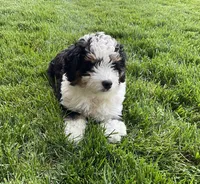Theo, a male Miniature Bernedoodle for sale in Dundee, OH – Photo 1 of 5