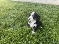 Finn, a male Miniature Bernedoodle for sale in Dundee, OH – 4 of 5