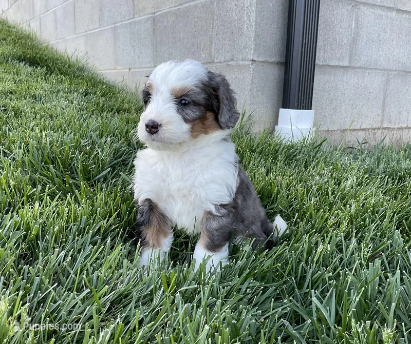 Clara – Miniature Bernedoodle puppy for sale in Dundee, OH