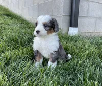 Clara, a female Miniature Bernedoodle for sale in Dundee, OH – Photo 2 of 6