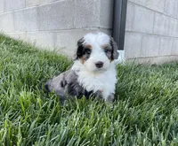 Clara, a female Miniature Bernedoodle for sale in Dundee, OH – Photo 6 of 6