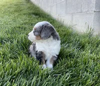 Clara, a female Miniature Bernedoodle for sale in Dundee, OH – Photo 5 of 6