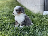 Clara, a female Miniature Bernedoodle for sale in Dundee, OH – Photo 4 of 6