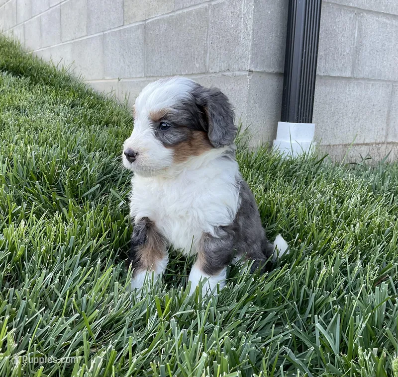 Clara – Miniature Bernedoodle puppy for sale in Dundee, OH