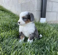Clara, a female Miniature Bernedoodle for sale in Dundee, OH – Photo 1 of 6