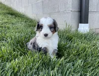 Clara, a female Miniature Bernedoodle for sale in Dundee, OH – Photo 3 of 6
