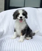 Cole, a male Miniature Bernedoodle for sale in Dundee, OH – 3 of 5