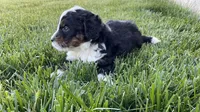 Oliver, a male Miniature Bernedoodle for sale in Dundee, OH – Photo 2 of 4