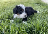 Oliver, a male Miniature Bernedoodle for sale in Dundee, OH – Photo 4 of 4